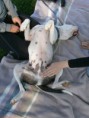 /album/smaragd-agility-kupa/p9220120-2-jpg/